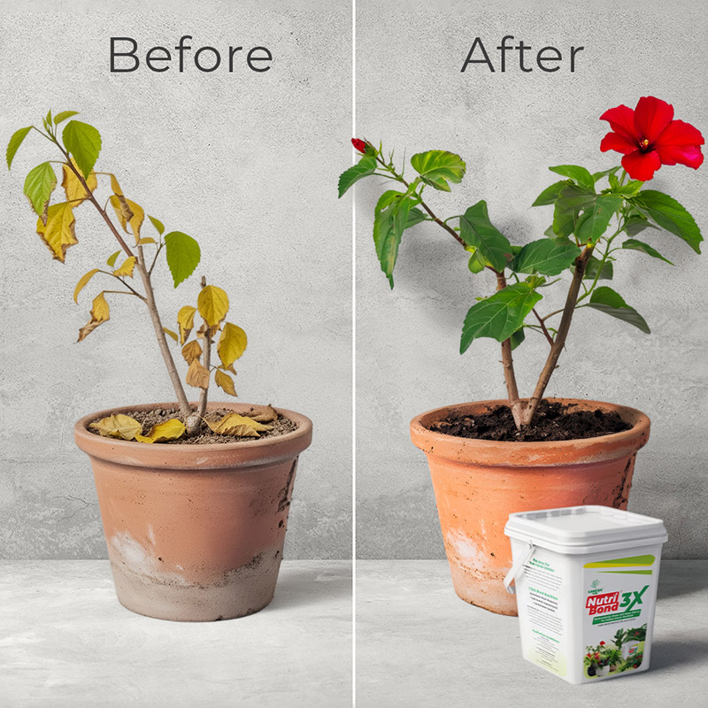 Before After GardenMan 1