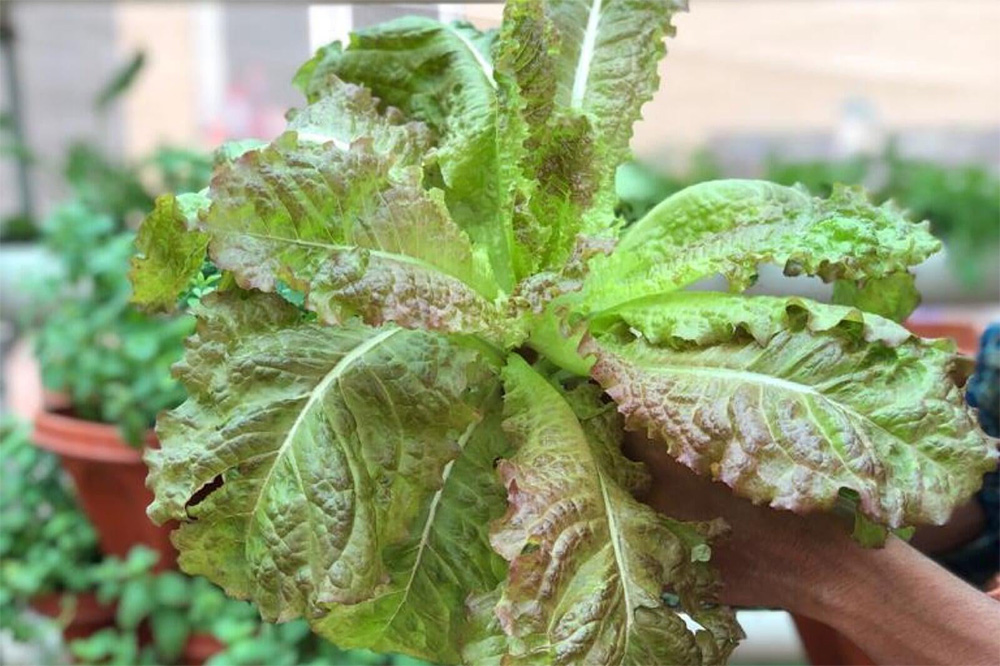 Nutrition deficiency in plants